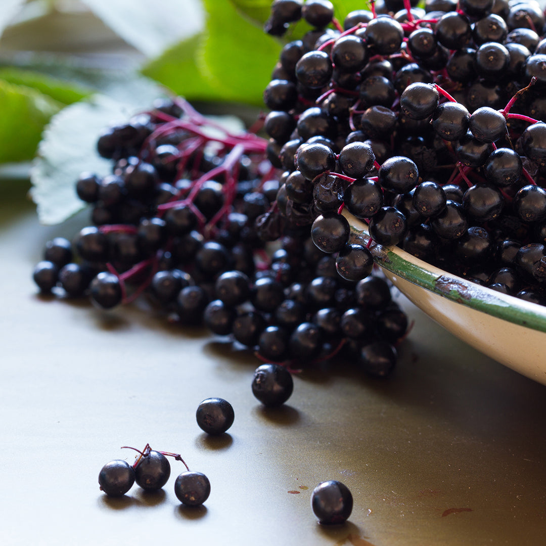 Oh, so very elderberry: the berry with a long tradition of wellness.